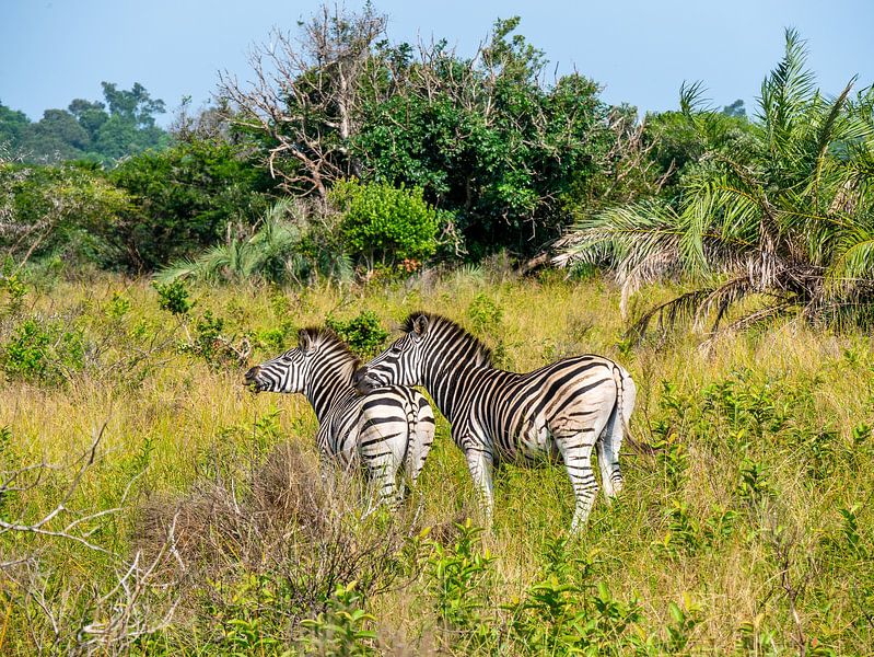 Zebra&#039;s im iSimangaliso-Feuchtgebietspark von Charlotte Dirkse