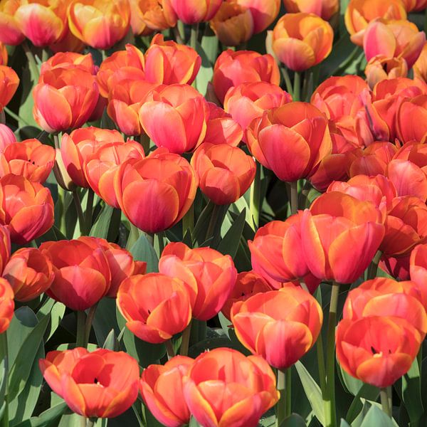 Blühende Tulpenfelder im Frühling, Niederlande von Markus Lange