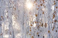 Bevroren bladeren van berk in de winter