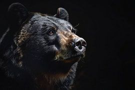 Bear portrait in Contrasting Black and White by Art & Soul Creations