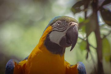 Blue-and-yellow macaw van BL Photography