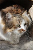 Marokkaanse poes