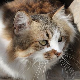 Marokkaanse poes by Serena Kok