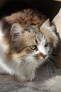 Marokkaanse poes by Serena Kok thumbnail