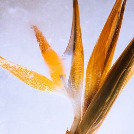 Scaevola in Eis 2 von Marc Heiligenstein