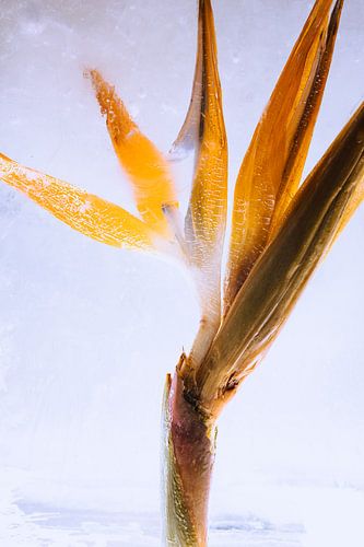 Scaevola in Eis 2 von Marc Heiligenstein