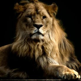 Lion Nero von Arie Bon