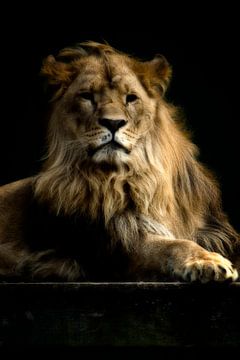Lion Nero