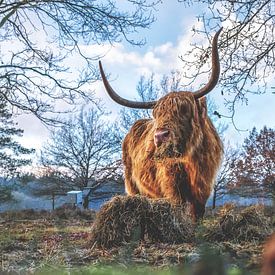 Scottish Highlander Cora eating by Miranda Heemskerk