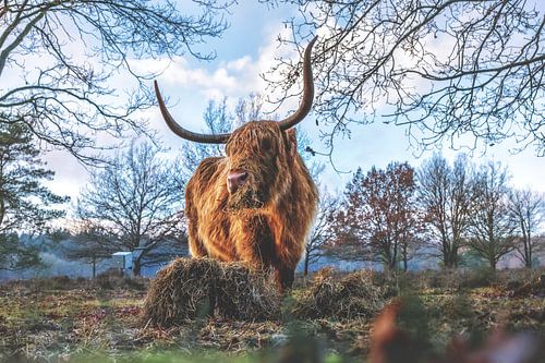 Le Highlander écossais Cora en train de manger sur Miranda Heemskerk