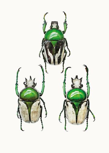 Sortenkabinett_Insekten_04