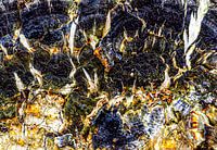 Fungus becomes a purple abstract landscape