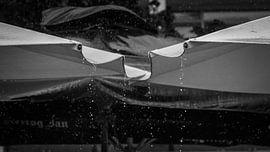 If the rain comes they run and hide their heads by Patrick Mortko