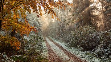Winter at the church trails by Vincent Croce
