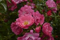 Roze bloemen