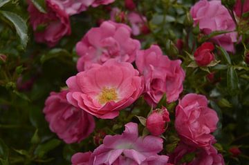 Roze bloemen van Nuria de Keijzer