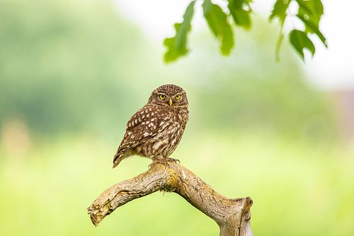 Steenuil (Athene noctua)