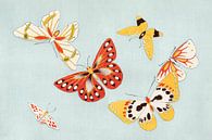 Japanse vlinders van Kamisaka Sekka's Cho senshu One Thousand Butterflies, Japans van Dina Dankers thumbnail