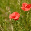 Twee rode klaprozen / papaver in groen veld van Olena Tselykh