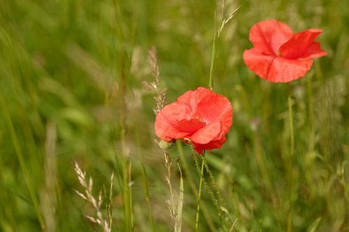 2 coquelicots rouges dans un champ vert