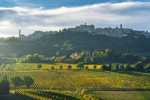 Das Dorf Montepulciano und die goldenen Weinberge am Morgen, Toskana