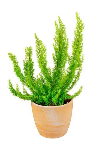 Boomheide in een bloempot op een witte achtergrond