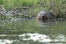 knagende bever in de biesbosch von Rubin Versigny