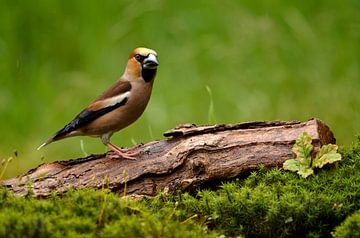 Apple Finch on tree stump by Gerjo Horsman