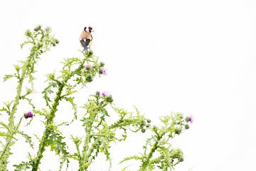 Distelvink in de distel van Danny Slijfer Natuurfotografie
