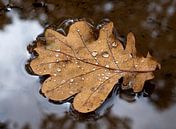 feuille d'automne dans le lac de pluie par Carina Meijer ÇaVa Fotografie Aperçu