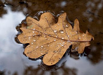 herfstblad in regen plas van Carina Meijer ÇaVa Fotografie