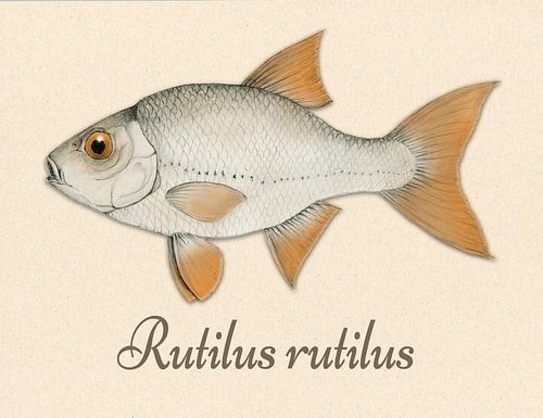 Common roach pencil drawing