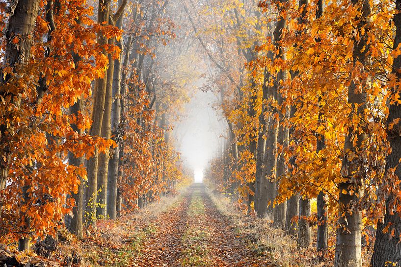 Voie de perspective un matin brumeux en automne par iPics Photography