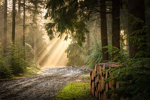Sonnenharfen und Baumstämme im Wald