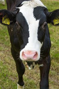 Cow sur Menno Schaefer