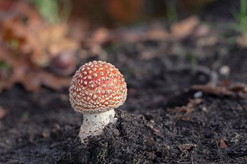 vliegenzwam met rood en witte stippen van Ronenvief