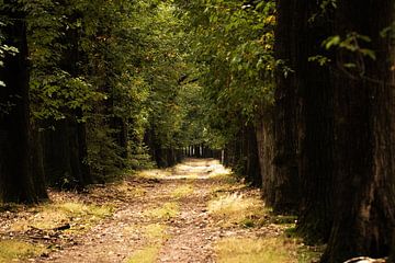 Waldweg im Herbst von whmpictures .com