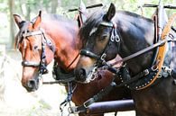 Deux puissants chevaux de trait musclés par whmpictures .com Aperçu