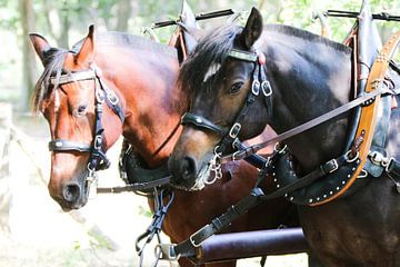 Two powerful muscular draft horses by whmpictures .com