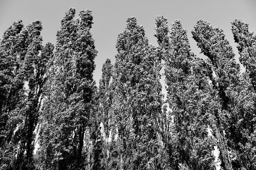 Trees by Sidney Graf