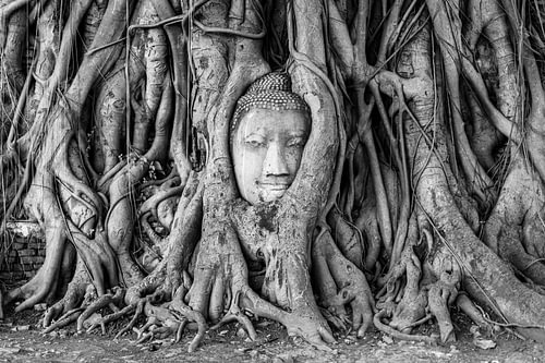 Buddha head in the banyan roots