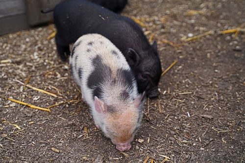 Mini biggetje bij zijn eerste uittocht op de boerderij.