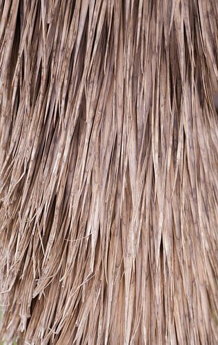 Gedroogde palm in zacht beige, aarde tinten | Natuur fotografie