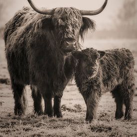 Schotse Hooglander koe met kalfje . van Rik Verslype