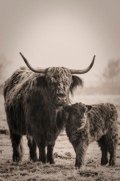 Schotse Hooglander koe met kalfje . van Rik Verslype