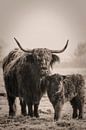 Scottish Highlander cow with calf . by Rik Verslype thumbnail