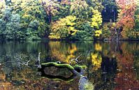 UNESCO World Heritage Jasmund Beech Forest - Hertha Lake by arte factum berlin thumbnail
