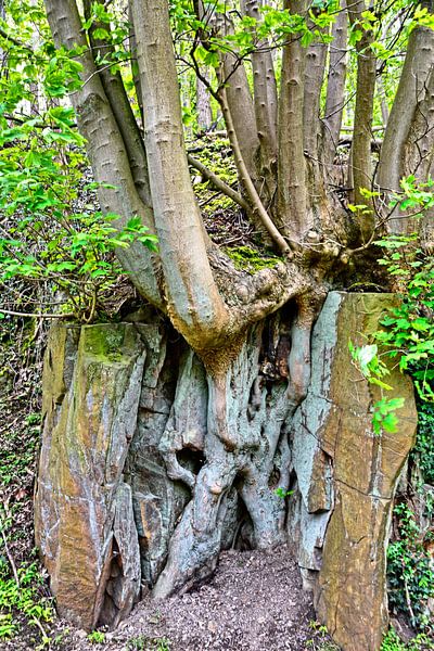 Baumwurzeln par Edgar Schermaul