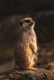Meerkat stood model by Daniëlle Langelaar Photography