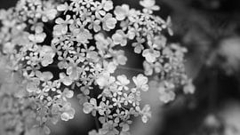 Pfeifenkraut von Emma Wilms